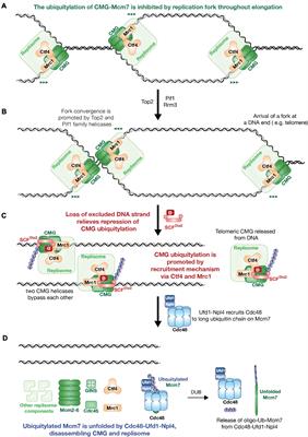 The Fate of Two Unstoppable Trains After Arriving Destination: Replisome Disassembly During DNA Replication Termination